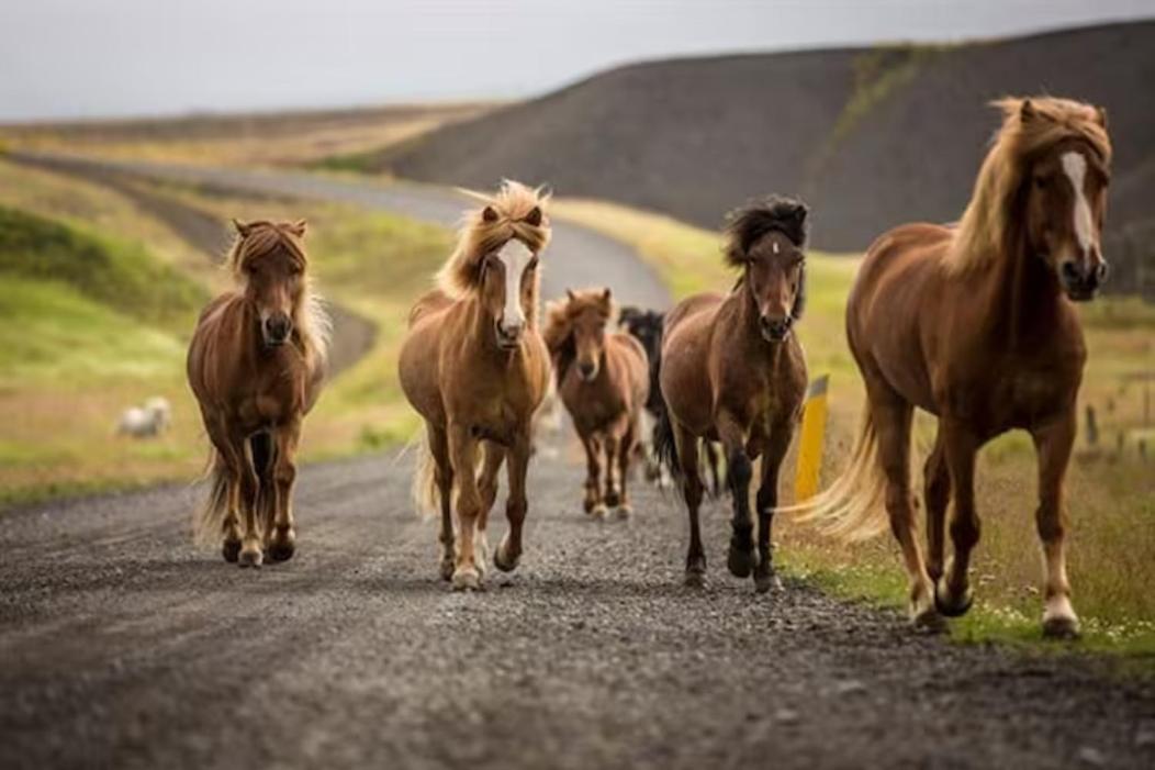 Flugumyri 2 * Varmahlid (North Iceland)