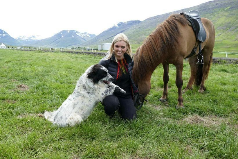 Flugumyri 2 Farm stay Varmahlid (North Iceland)